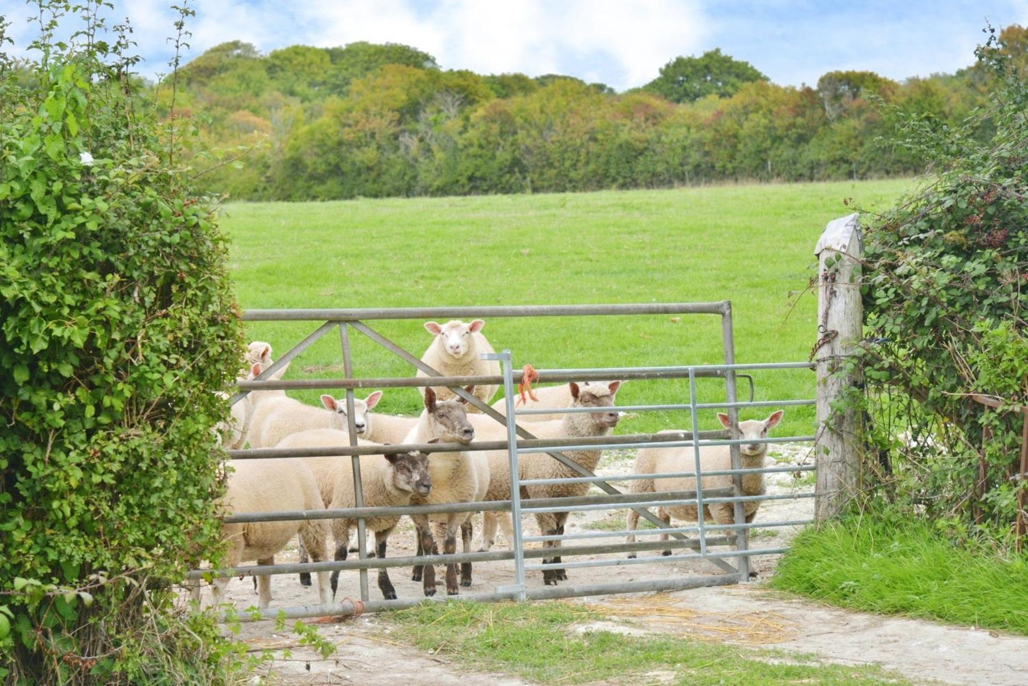 Willows Calbourne エクステリア 写真